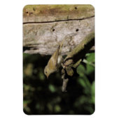 Magnet Flexible Phylloscopus collybita (Vertical)