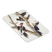 Magnet Flexible Pic à bec d'ivoire, 1829, (imprimer) (Côté Droit)