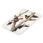 Magnet Flexible Pic à bec d'ivoire, 1829, (imprimer) (Côté Gauche)