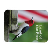 Magnet Flexible Pic à tête rouge 2 (Horizontal)