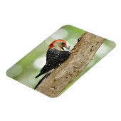 Magnet Flexible Pic à ventre rouge (Côté Gauche)