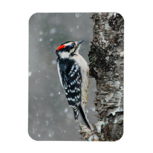 Magnet Flexible Pic Downy en neige - Photo originale