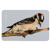 Magnet Flexible Pic Downy mou sur arbre aux fruits (Horizontal)