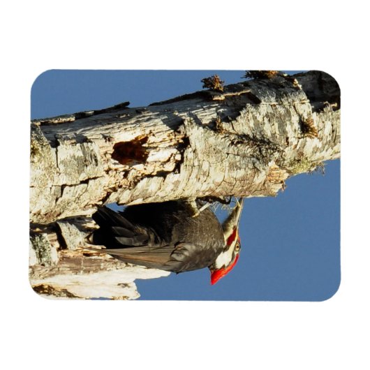 Magnet Flexible Pic pilé (Horizontal)