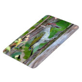 Magnet Flexible Picus viridis (Côté Gauche)