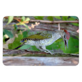 Magnet Flexible Picus viridis (Horizontal)