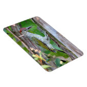 Magnet Flexible Picus viridis (Côté Droit)