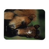 Magnet Flexible Pieds miniatures 2 (Horizontal)