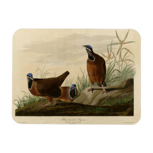 Magnet Flexible Pigeon à tête bleue des oiseaux d'Amérique d'Audub