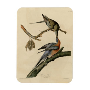 Magnet Flexible Pigeon voyageur des oiseaux d'Amérique d'Audubon