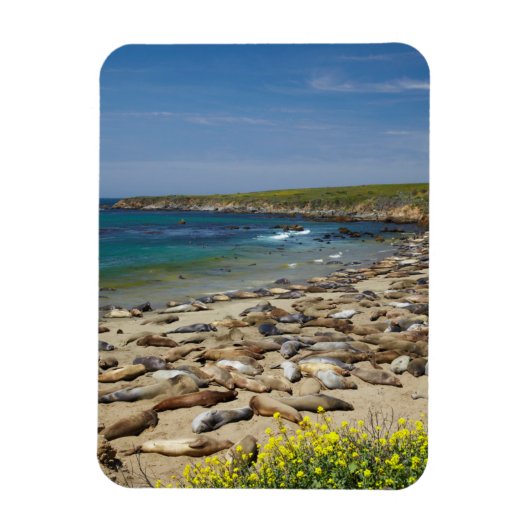 Magnet Flexible Pile des phoques éléphants (Vertical)