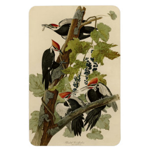 Magnet Flexible Pileated Woodpecker from Audubon Birds of America