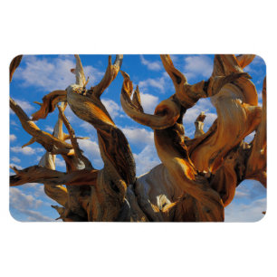 Magnet Flexible Pin Bristlecone