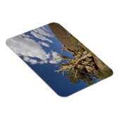 Magnet Flexible Pin Bristlecone dans l'Ancient Bristlecone Forest, (Côté Droit)