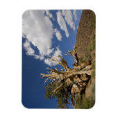 Magnet Flexible Pin Bristlecone dans l'Ancient Bristlecone Forest, (Vertical)