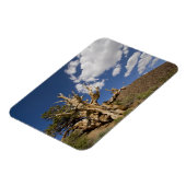 Magnet Flexible Pin Bristlecone dans l'Ancient Bristlecone Forest, (Côté Gauche)