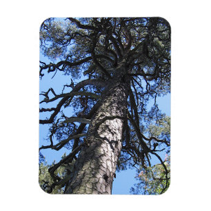Magnet Flexible Pine Tree in Blue Sky, Palanga, LITUANIE -
