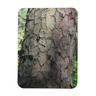 Magnet Flexible Pine Tree, Jardin botanique Palanga, LITUANIE -