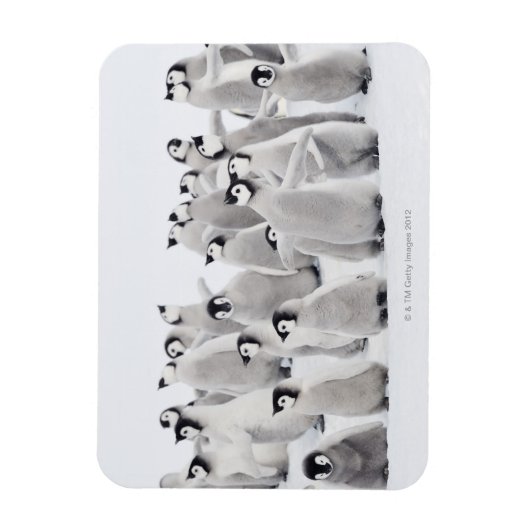 Magnet Flexible Pingouin (Vertical)