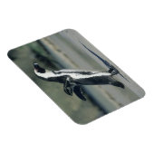 Magnet Flexible Pingouin africain (Côté Droit)