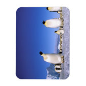 Magnet Flexible Pingouin | Antarctique, péninsule Antarctique (Vertical)
