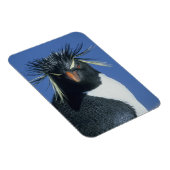 Magnet Flexible Pingouin de Rockhopper (Eudyptes chrysocome) (Côté Droit)