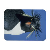Magnet Flexible Pingouin de Rockhopper (Eudyptes chrysocome) (Horizontal)