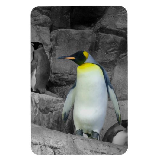 Magnet Flexible Pingouin d'empereur (Vertical)