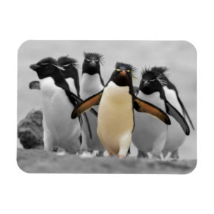 Magnet Flexible Pingouins de Rockhopper