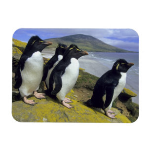 Magnet Flexible Pingouins de Rockhopper (Eudyptes chrysocome),