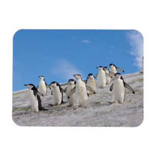 Magnet Flexible Pingouins   Pygoscelis Antarctique