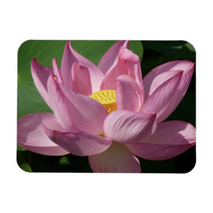 Magnet Flexible Pink Lotus Flower IV