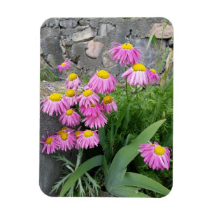 Magnet Flexible Pink Peint marguerite Fleurs Nature photographie