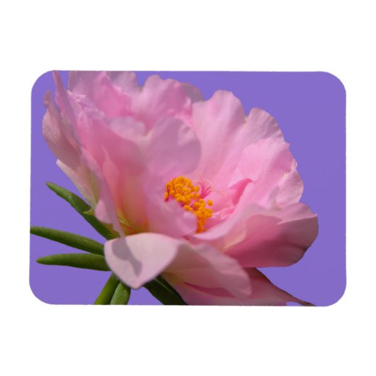 Magnet Flexible Pink Peony (Horizontal)