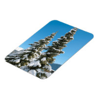 Pins sous la neige