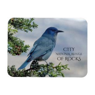 Magnet Flexible Pinyon Jay sur Juniper, Ville des Rochers, Idaho