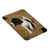 Magnet Flexible Piper piqué (Côté Droit)