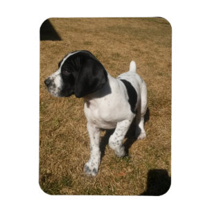 Magnet Flexible Piper piqué