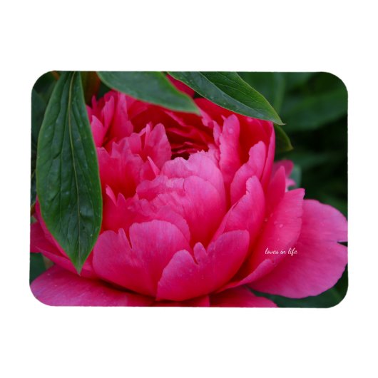 Magnet Flexible Pivoine Rose Timide (Horizontal)