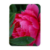 Magnet Flexible Pivoine Rose Timide (Vertical)
