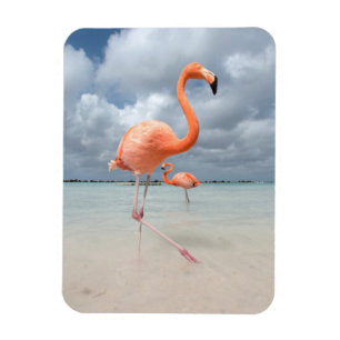 Magnet Flexible Plage Aruba de Flamants roses