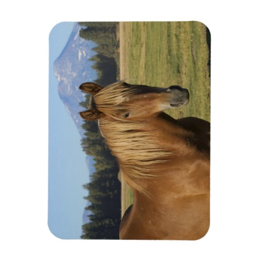 Magnet Flexible Plage Cascade | Cheval de châtaignes (Vertical)