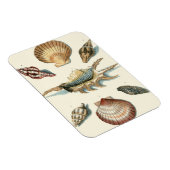 Magnet Flexible Plage de Shell soignée (Côté Droit)