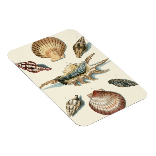 Magnet Flexible Plage de Shell soignée (Côté Droit)
