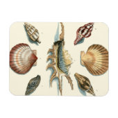 Magnet Flexible Plage de Shell soignée (Horizontal)