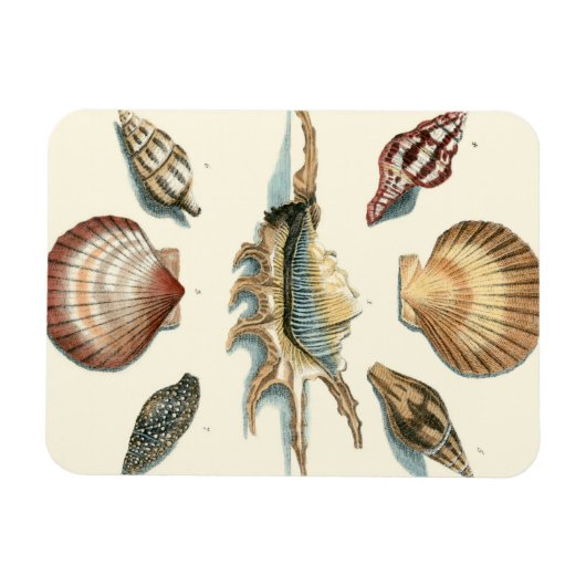Magnet Flexible Plage de Shell soignée (Horizontal)