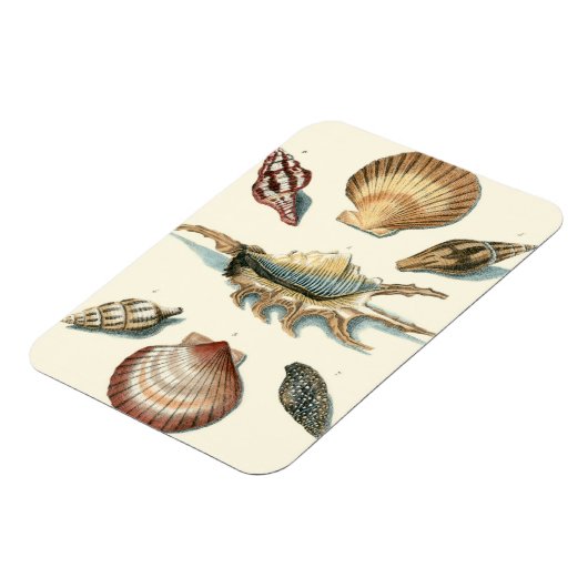 Magnet Flexible Plage de Shell soignée (Côté Gauche)