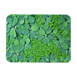 Magnet Flexible Plante