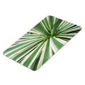 Magnet Flexible Plante Agave Vert et blanc rayé (Côté Gauche)
