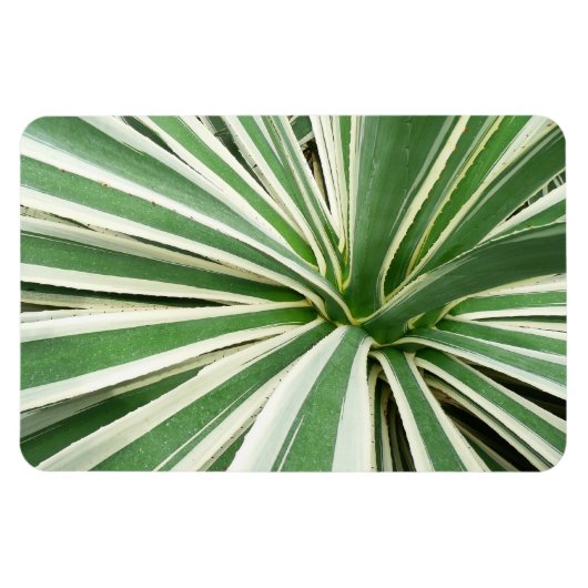 Magnet Flexible Plante Agave Vert et blanc rayé (Horizontal)